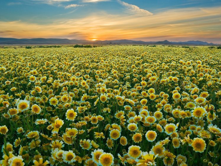 california, Plain, Wildflowers HD Wallpaper Desktop Background