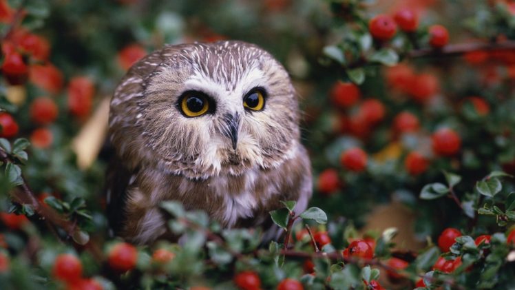 nature, Birds, Owls HD Wallpaper Desktop Background
