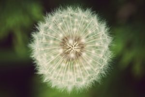 close up, Picture, Of, A, Dandelion