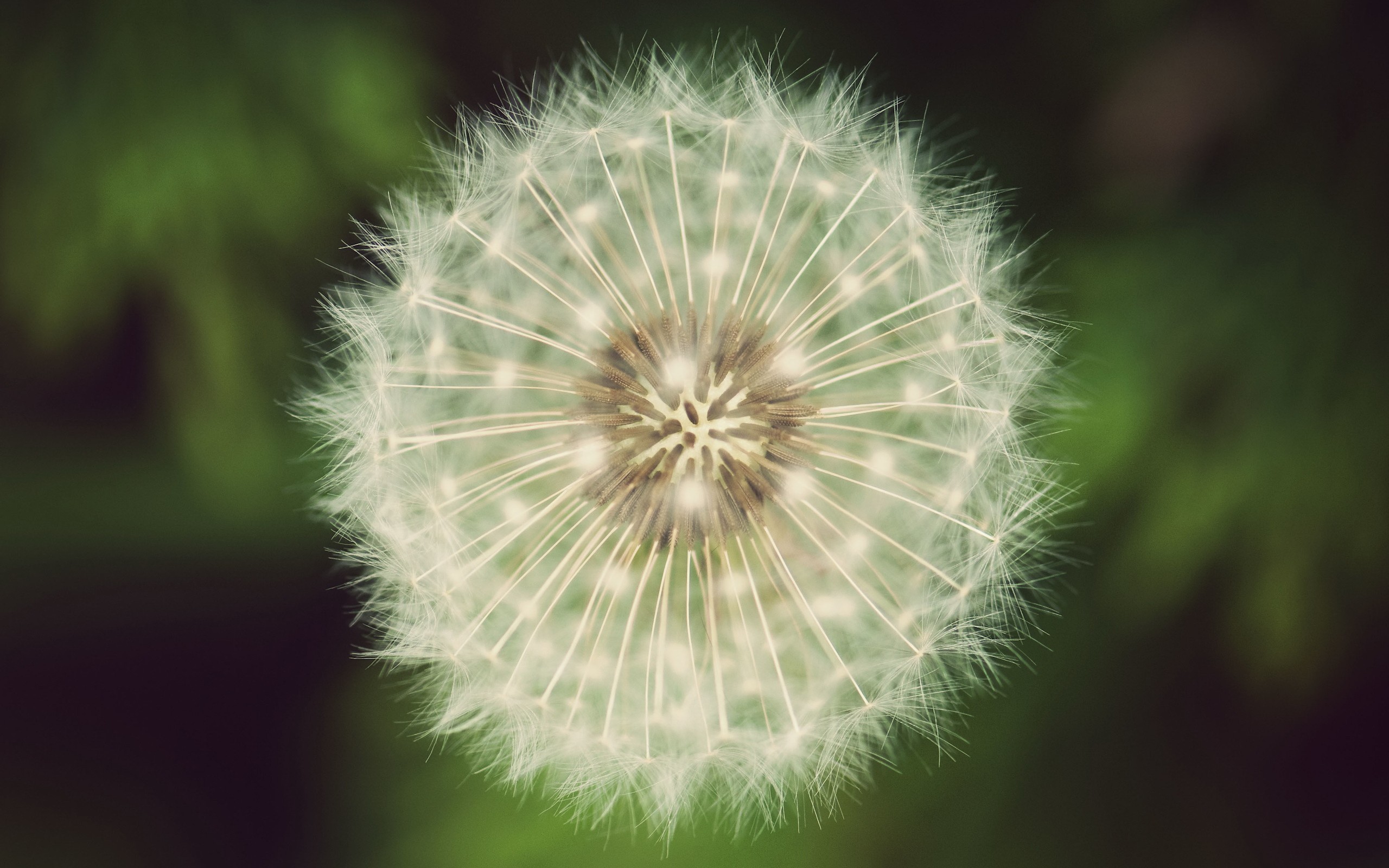 close up, Picture, Of, A, Dandelion Wallpaper