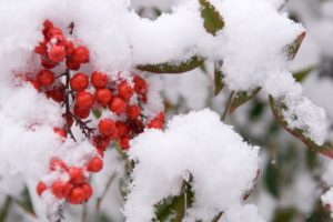 japan, Nature, Winter, Snow, Garden
