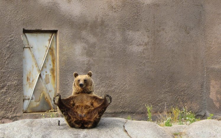 animals, Yoga, Bears HD Wallpaper Desktop Background