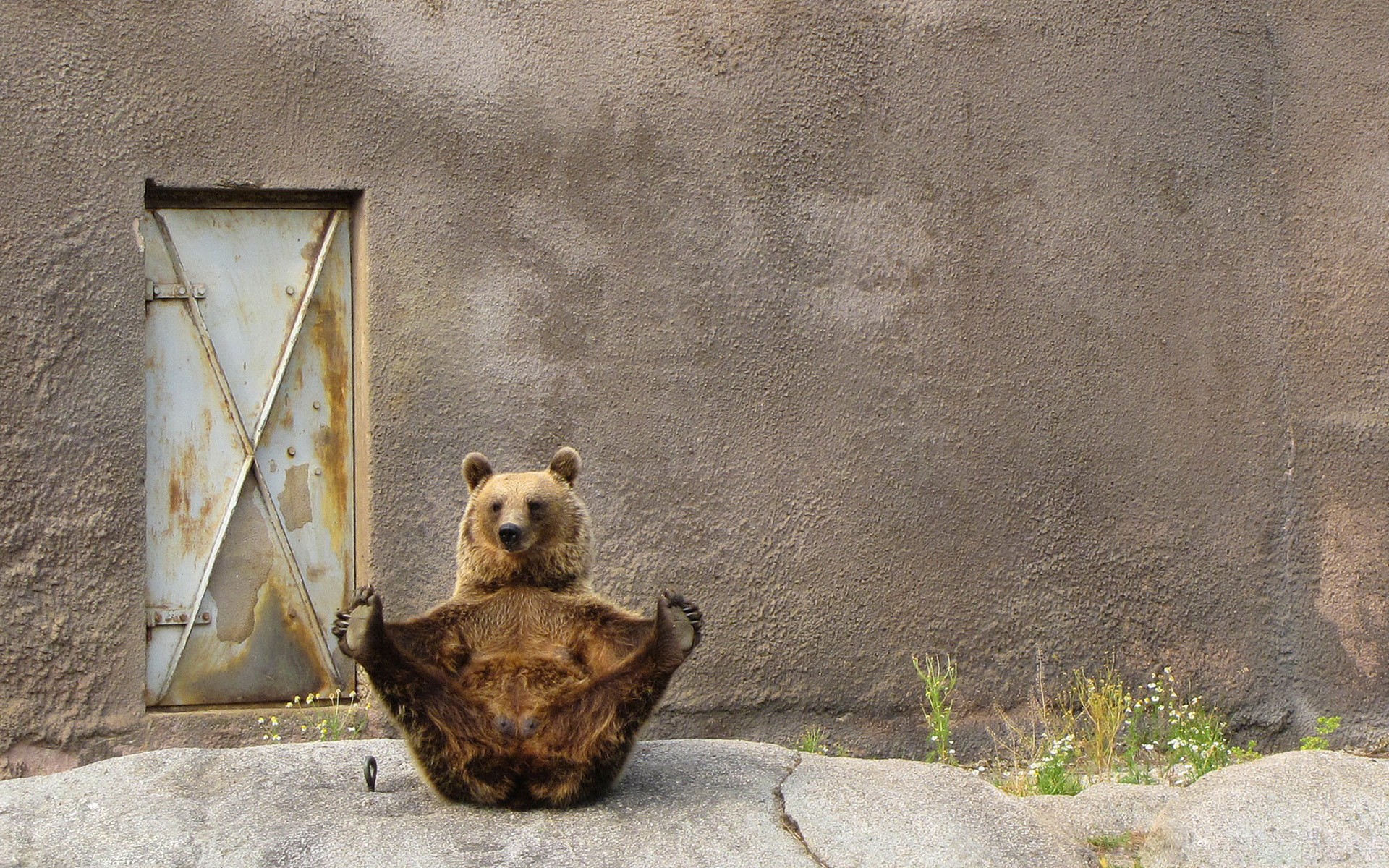 animals, Yoga, Bears Wallpaper