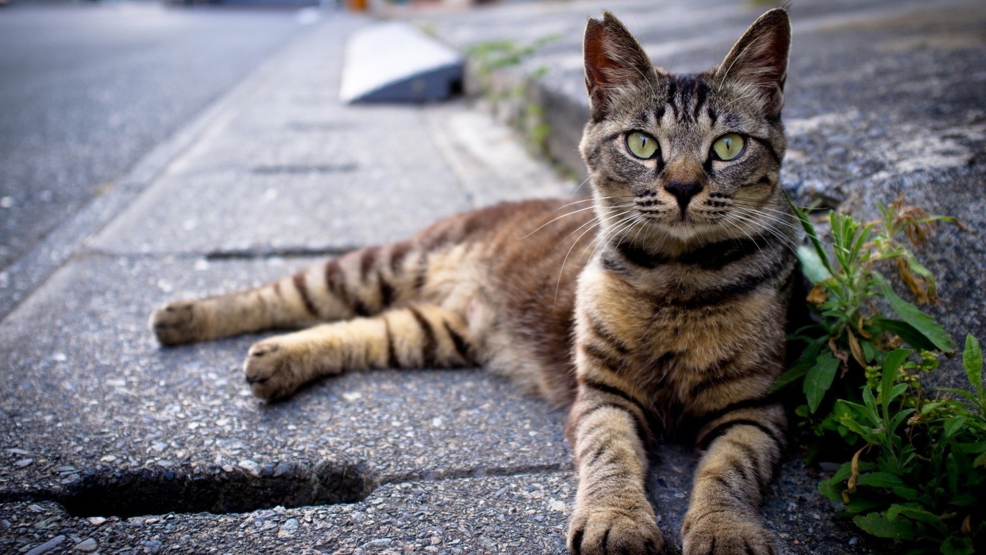 cats, Animals Wallpaper