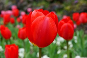 nature, Red, Tulips