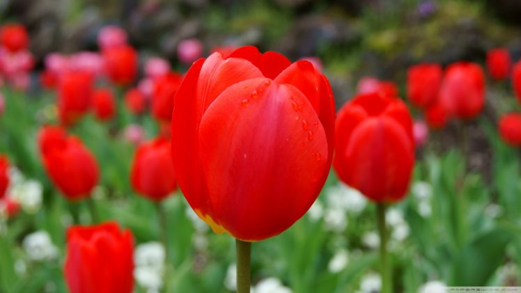 nature, Red, Tulips HD Wallpaper Desktop Background