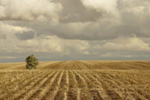 landscapes, Nature, Fields, Wheat, Lonely