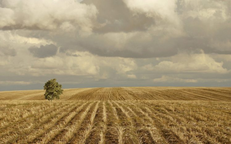 landscapes, Nature, Fields, Wheat, Lonely HD Wallpaper Desktop Background