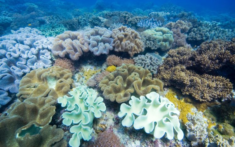 ocean, Coral, Reefs HD Wallpaper Desktop Background