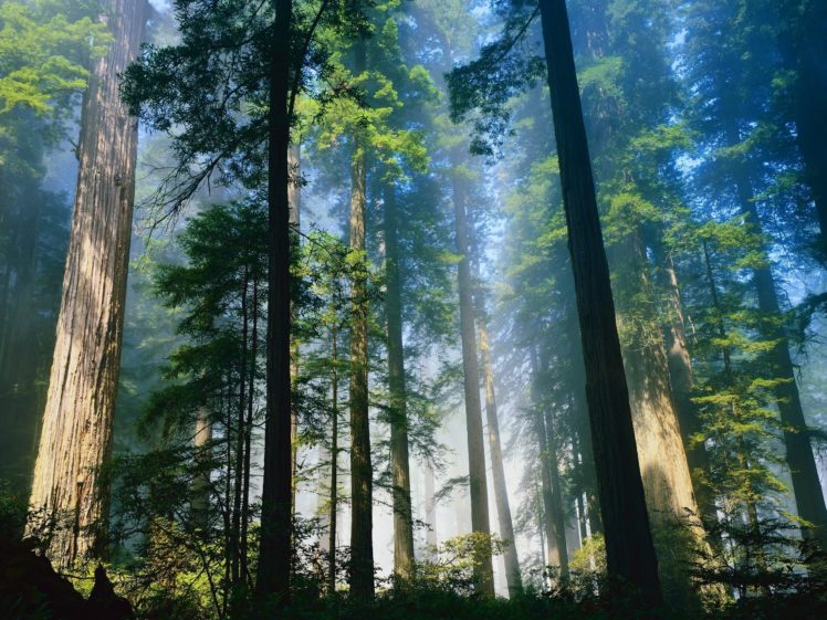 nature, Trees, Forests HD Wallpaper Desktop Background