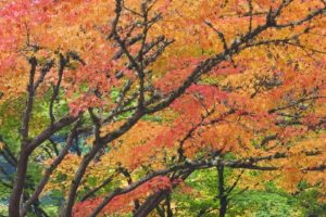 autumn, Garden, Japanese, Oregon, Portland, Foliage