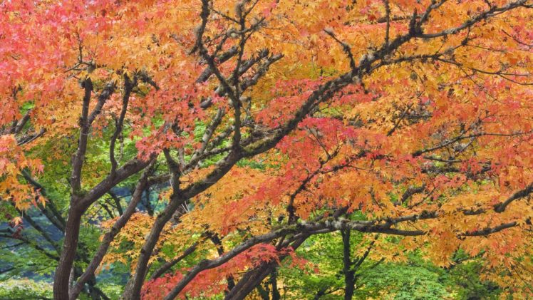 autumn, Garden, Japanese, Oregon, Portland, Foliage HD Wallpaper Desktop Background