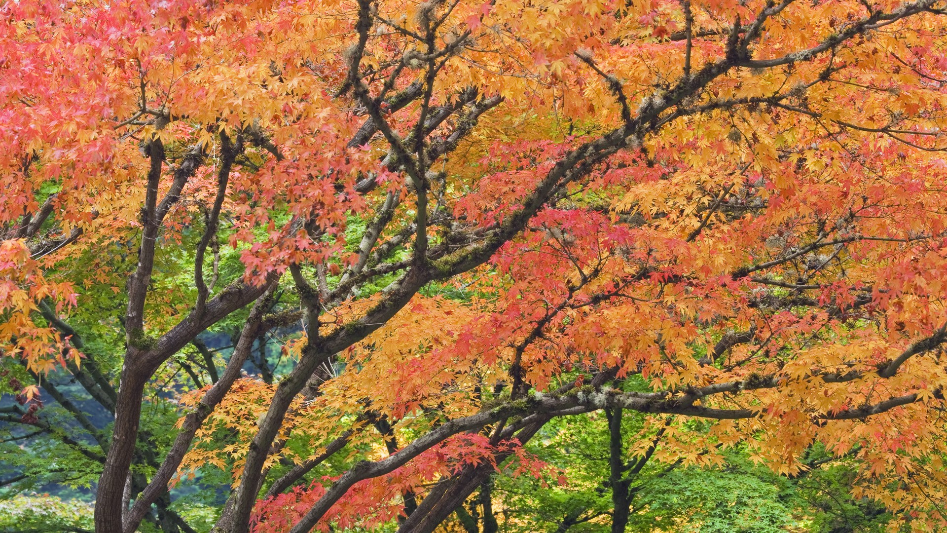 autumn, Garden, Japanese, Oregon, Portland, Foliage Wallpaper