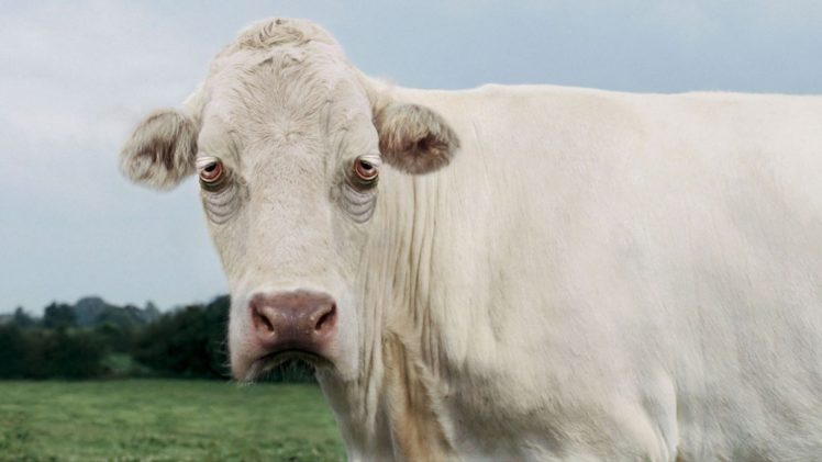 cows, Digital, Art, Artwork HD Wallpaper Desktop Background