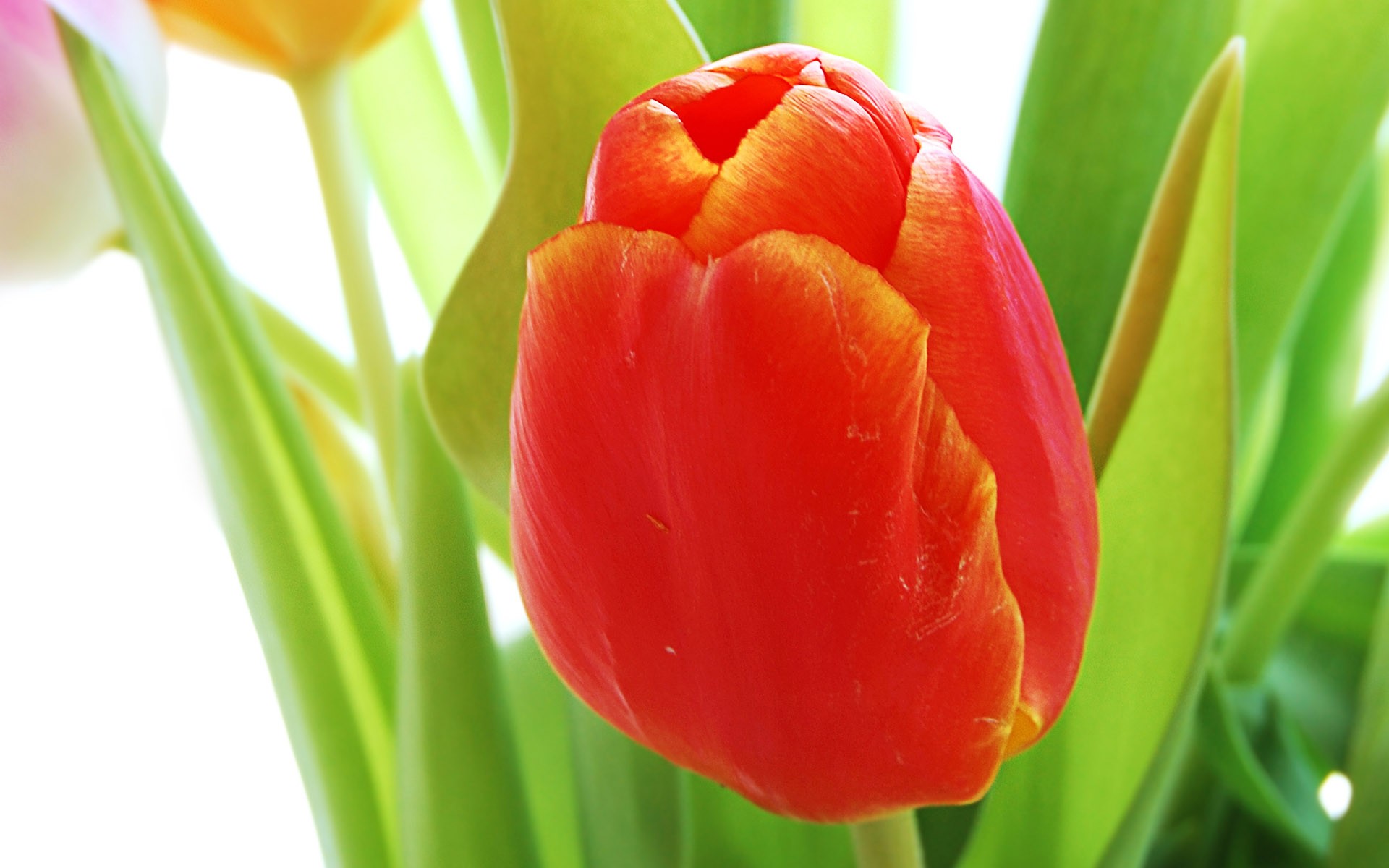 flowers Wallpaper