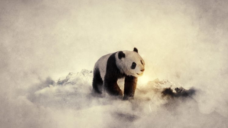 black, And, White, Winter, Snow, Animals, Cold, Panda, Bears, Widescreen HD Wallpaper Desktop Background