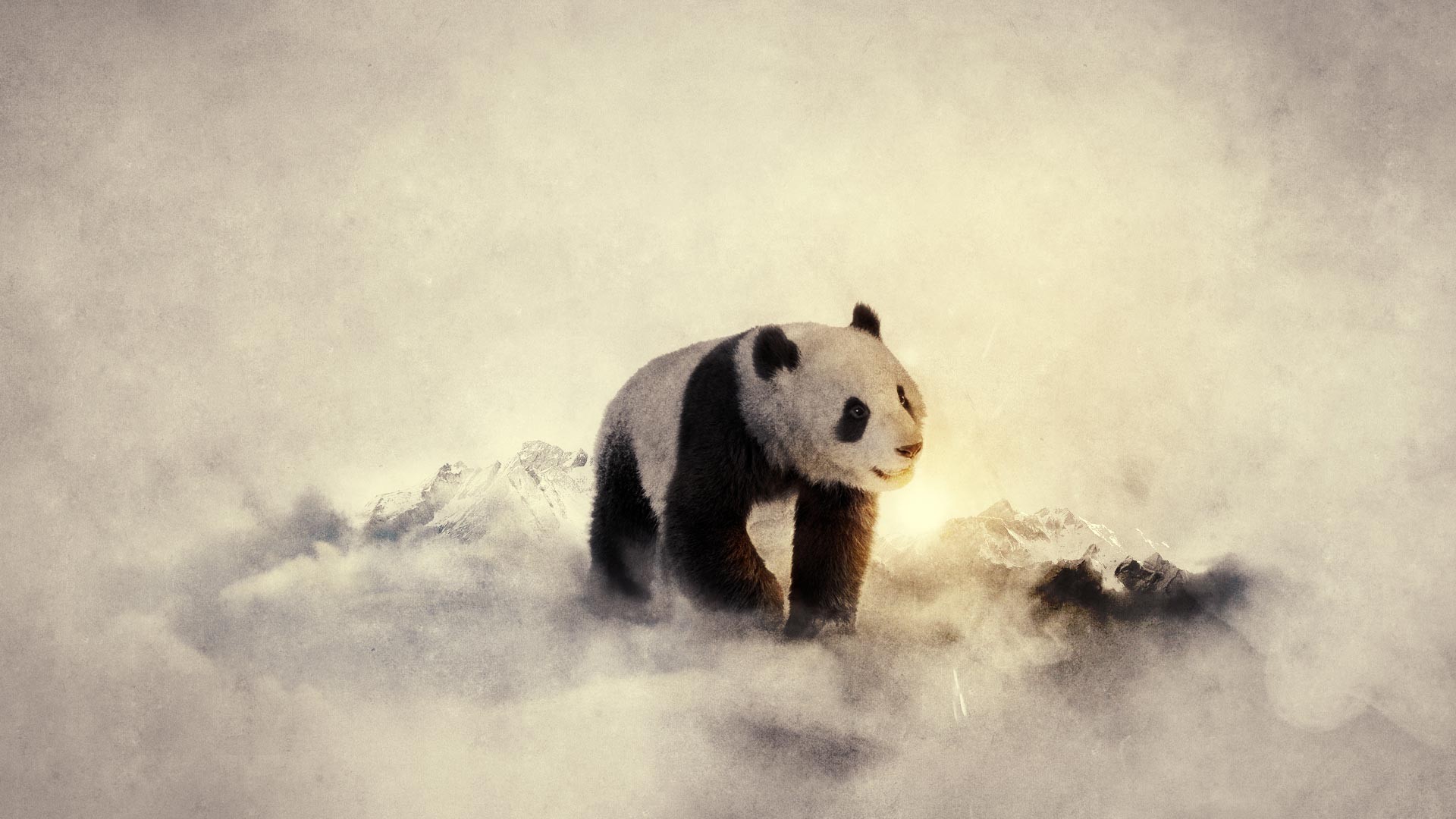 black, And, White, Winter, Snow, Animals, Cold, Panda, Bears, Widescreen Wallpaper
