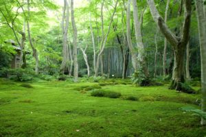 green, Nature, Trees, Forest, Grass
