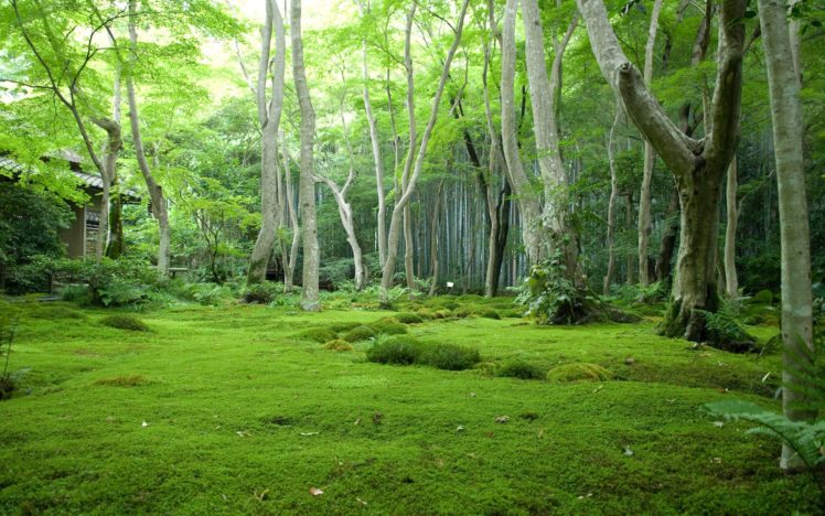 green, Nature, Trees, Forest, Grass HD Wallpaper Desktop Background