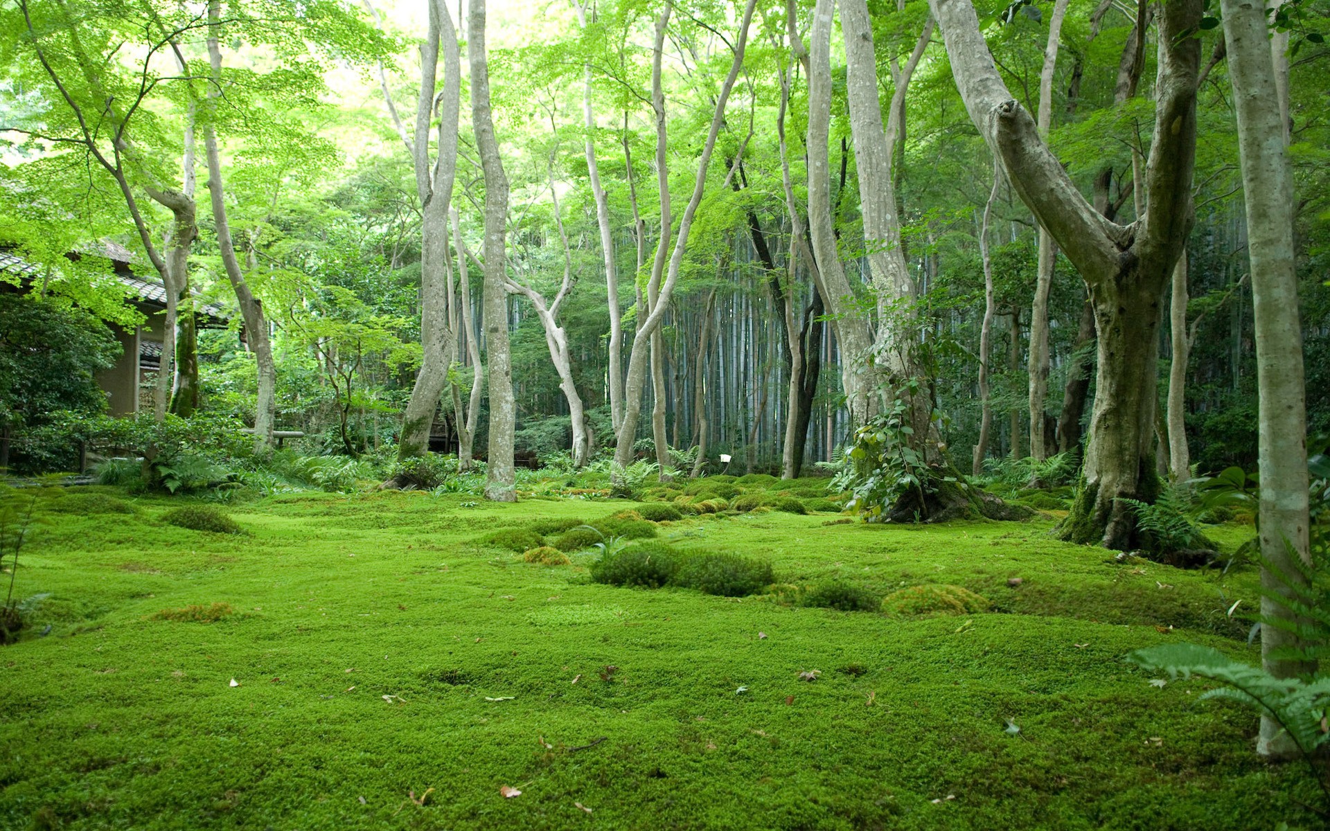 green, Nature, Trees, Forest, Grass Wallpaper