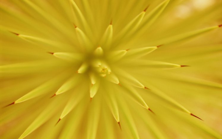 yellow, Flower HD Wallpaper Desktop Background