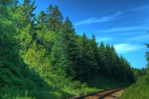 trees, Forests, Railroads