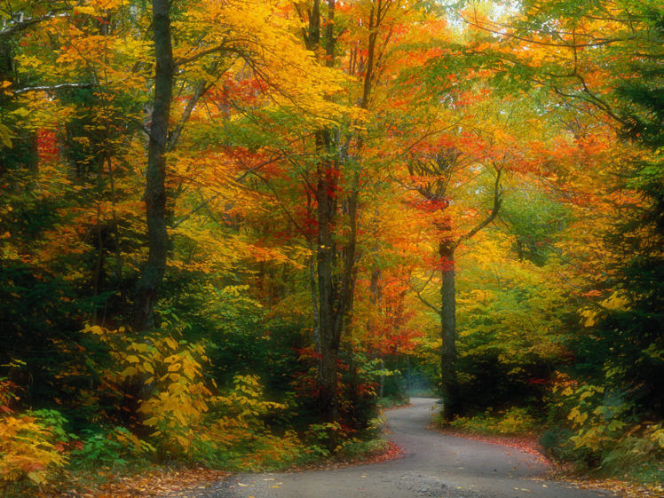 nature, Trees, Forests, Paths HD Wallpaper Desktop Background