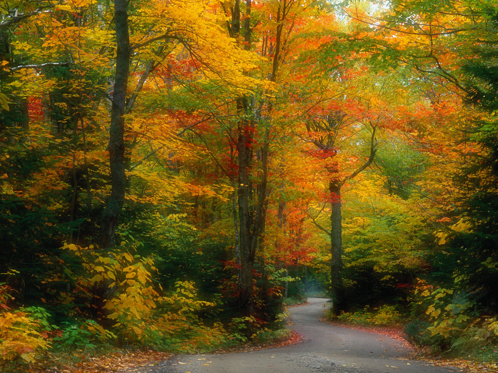 nature, Trees, Forests, Paths Wallpaper