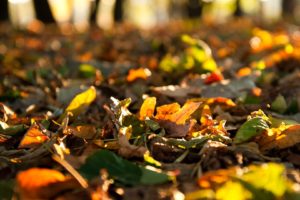 autumn, Afternoon, Fallen, Leaves, Wednesday