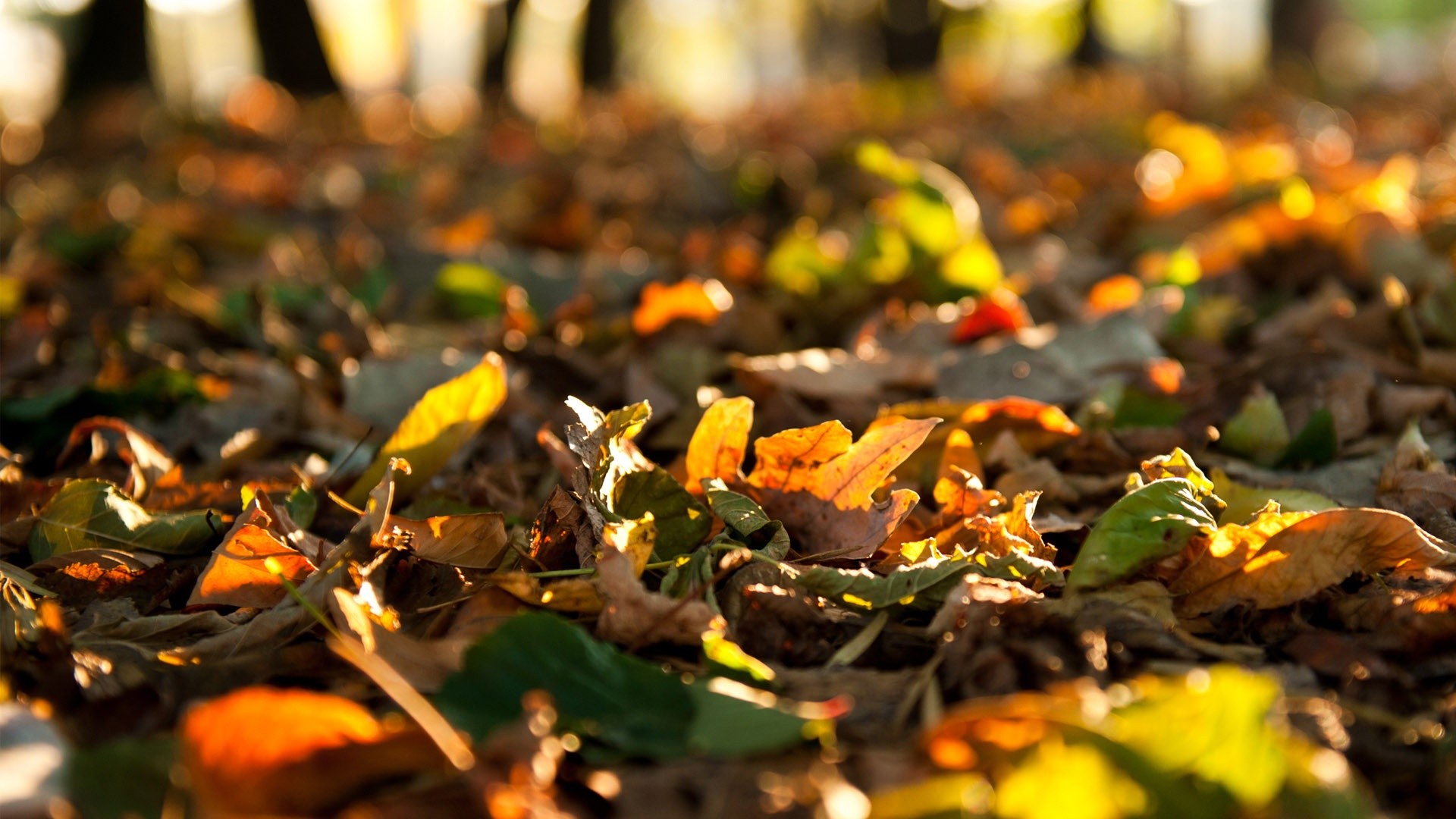 autumn, Afternoon, Fallen, Leaves, Wednesday Wallpaper
