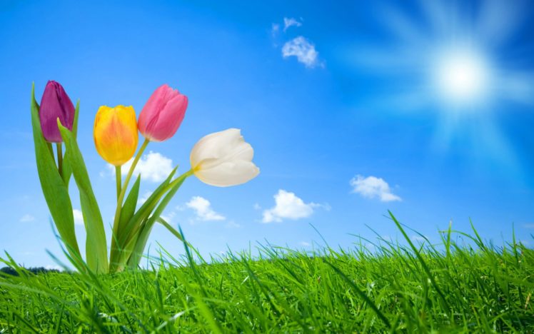 nature, Spring, Tulips HD Wallpaper Desktop Background