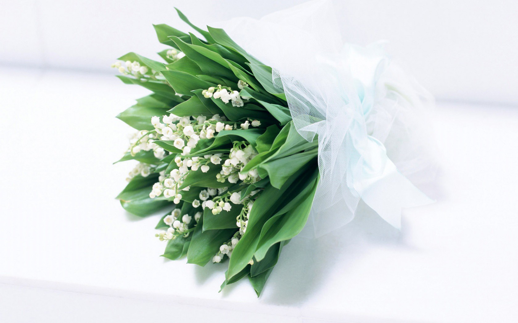 flowers, White, Flowers Wallpaper