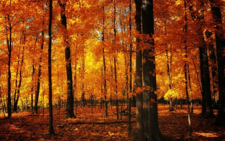 autumn, Forests HD Wallpaper Desktop Background