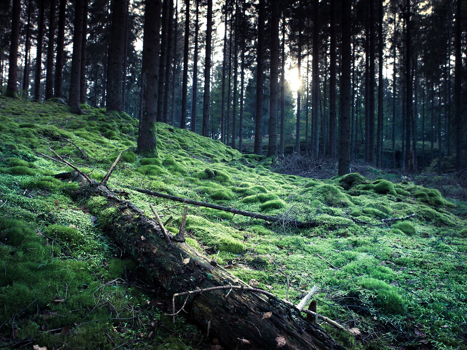 forests, Grass, Moss Wallpaper