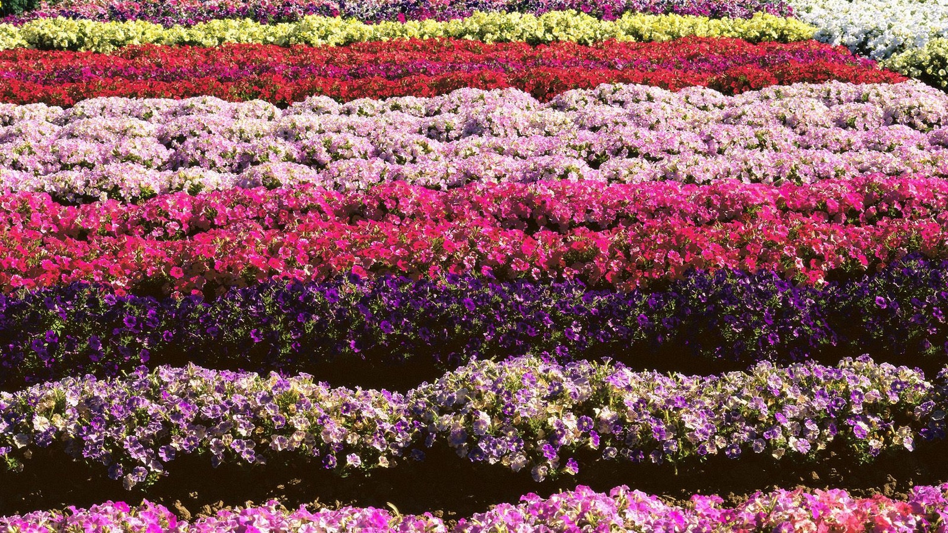 multicolor Wallpaper