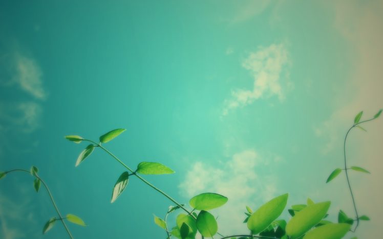 nature, Plants, Skyscapes HD Wallpaper Desktop Background