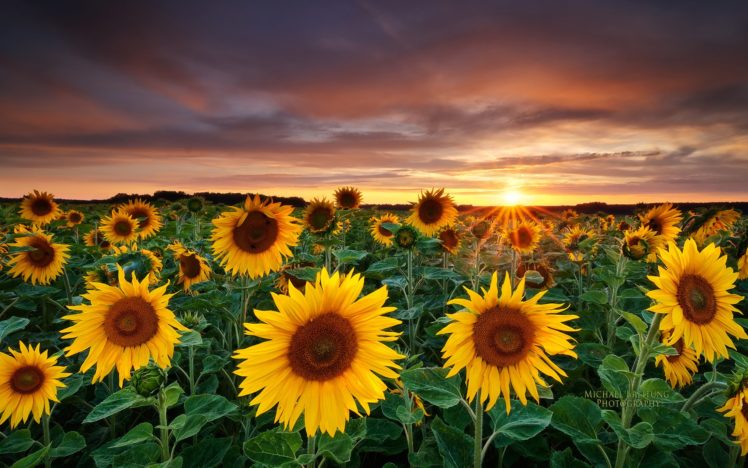 nature, Fields, Sunflowers, Yellow, Flowers HD Wallpaper Desktop Background