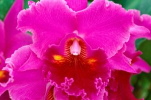 orchids, Pink, Flowers