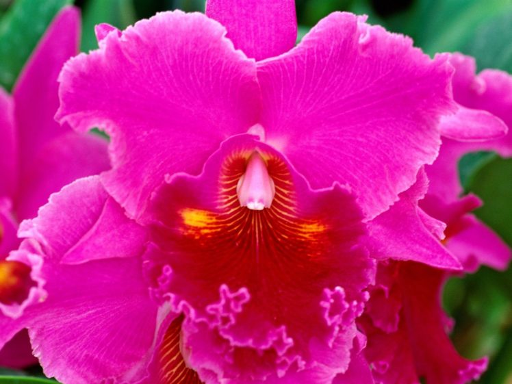 orchids, Pink, Flowers HD Wallpaper Desktop Background