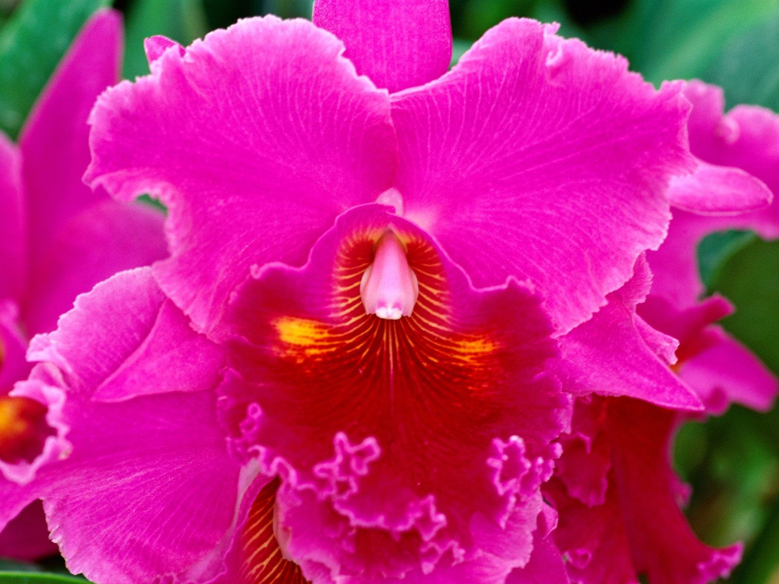 orchids, Pink, Flowers Wallpaper