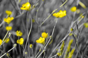 nature, Flowers, Selective, Coloring, Yellow, Flowers