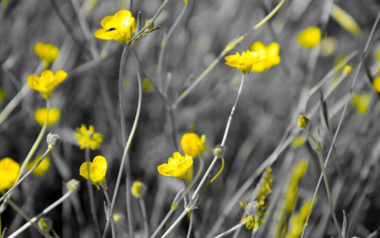 nature, Flowers, Selective, Coloring, Yellow, Flowers HD Wallpaper Desktop Background