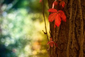 close up, Nature, Trees, Autumn, Leaves, Plants, Bokeh, Flora, Depth, Of, Field, Red, Leaf, Autumn, Leaves
