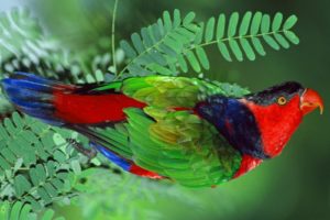 multicolor, Birds, Parrots