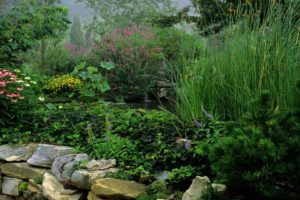 water, Garden, Tennessee, Morning