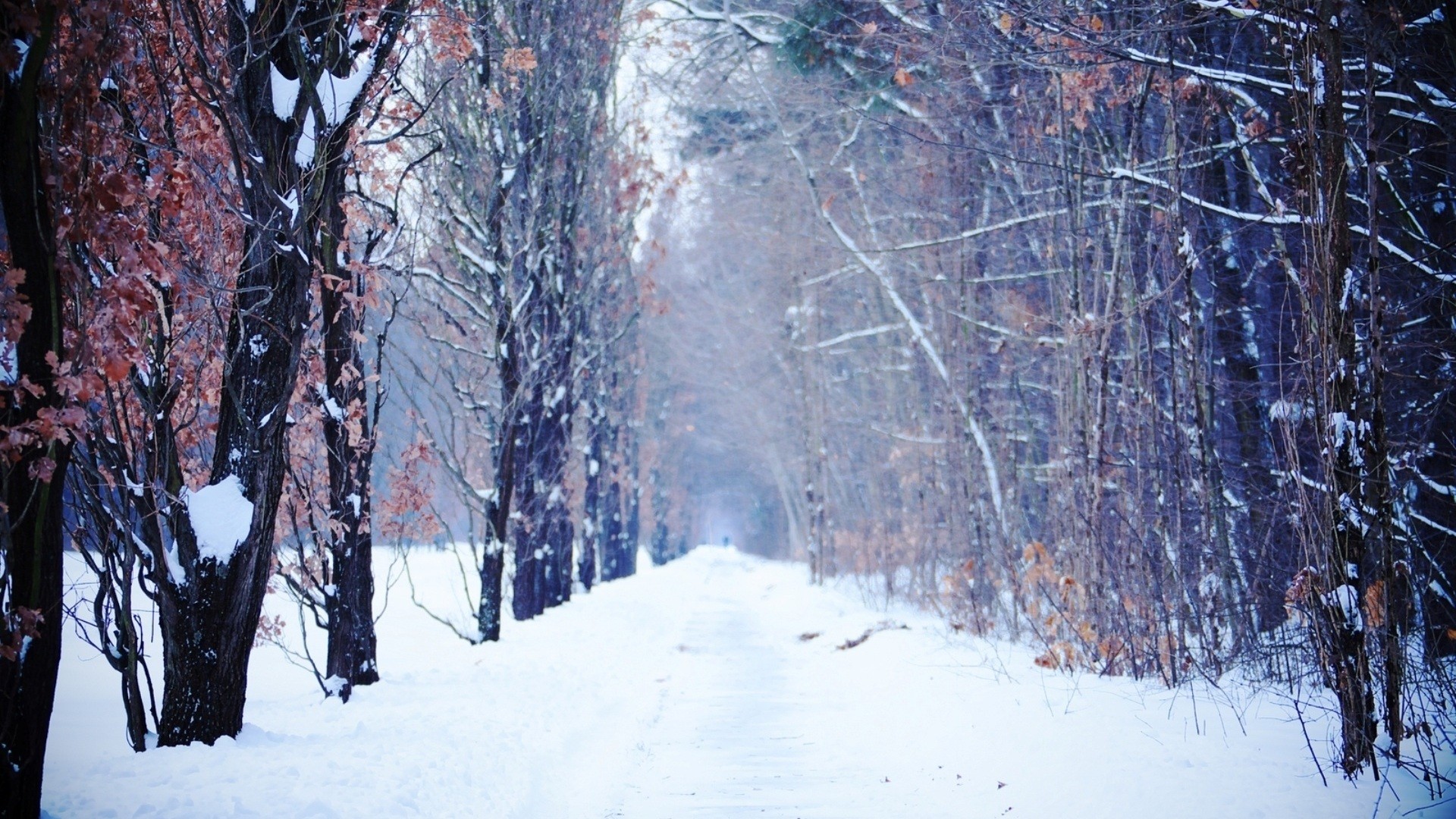 landscapes, Winter, Snow, Trees Wallpaper