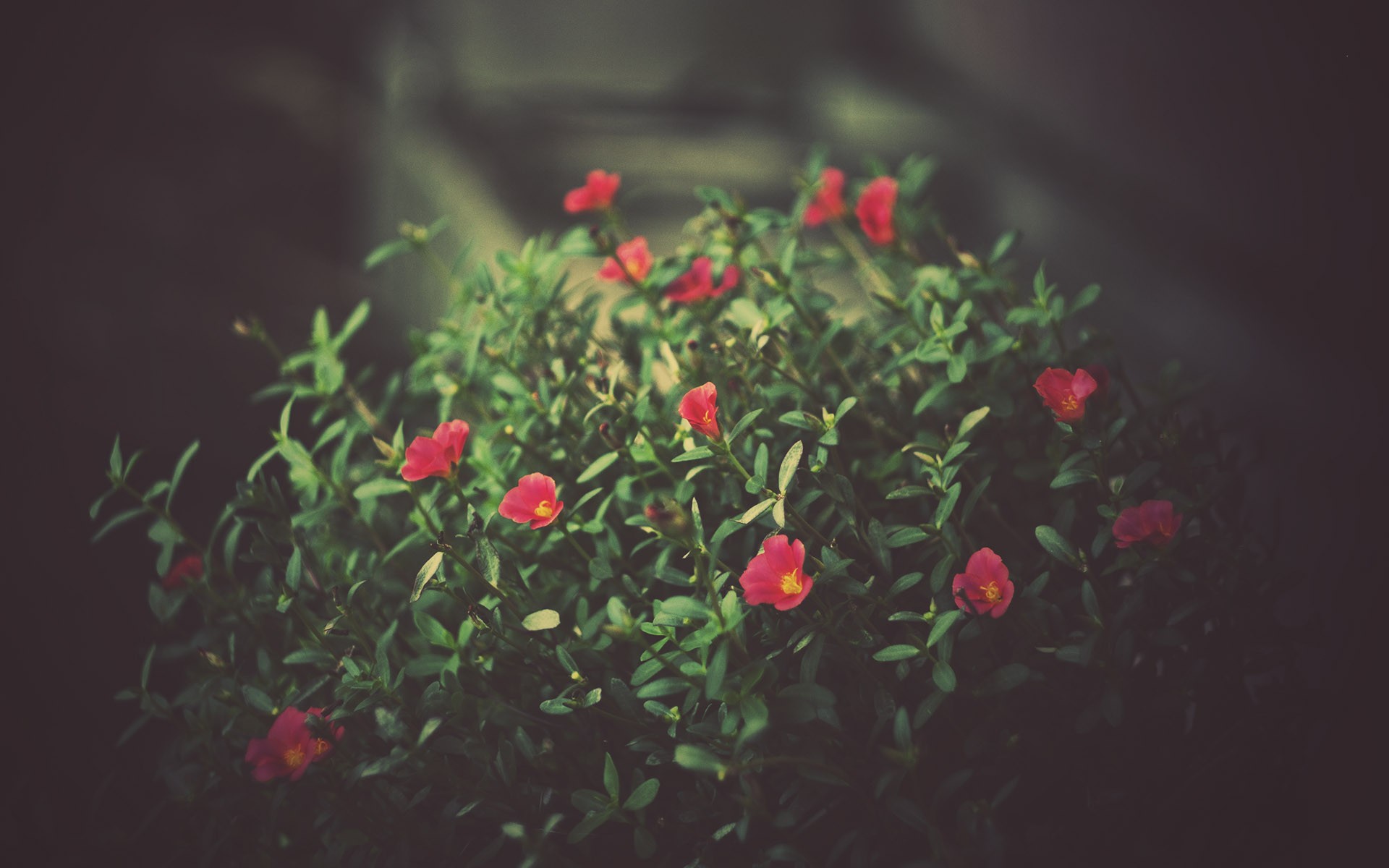 green, Nature, Flowers Wallpaper