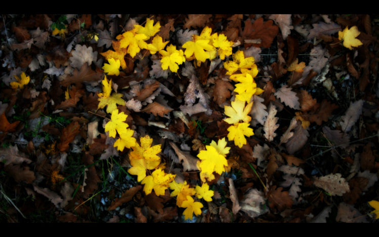 love, Flowers, Leaves, Hearts HD Wallpaper Desktop Background