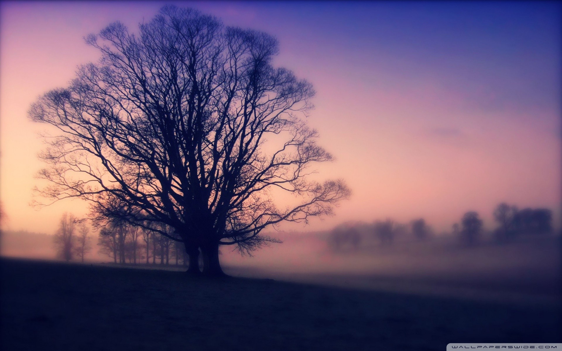 nature, Trees, Purple, Mist Wallpaper