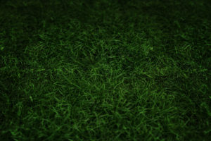 green, Grass